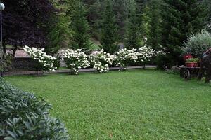 beautiful formal garden with dining place On a sunny day, table tandoor bench on the white hydrangea bush background photo