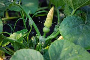 Round zucchini from Nice in eco garden, cucurbita pepo photo
