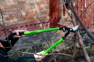 On a sunny, beautiful day Farmer hand prunes and cuts branches of a tree in the garden with pruning shears or secateurs in autumn. Man pruning tree with clippers. Autumn cut tree close up. photo