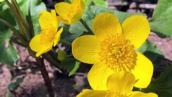 huge yellow primrose flowers, petals and stamens illuminated by the bright spring sun video