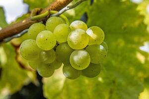 Closeup of ripe juicy green grapes branch illuminated by sunlight with a natural leafy background. Vibrant grape cluster hanging on the vine. 3 photo