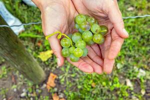 Woman is holding cluster of freshly harvested green grapes in open hands. Fresh grapevines cluster resting in an open palms. Vineyard farming, fruit cultivation, wine making, food production 3 photo