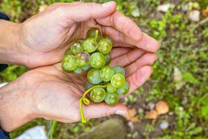 Woman is holding cluster of freshly harvested green grapes in open hands. Fresh grapevines cluster resting in an open palms. Vineyard farming, fruit cultivation, wine making, food production. 6 photo