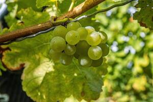 Closeup of ripe juicy green grapes branch illuminated by sunlight with a natural leafy background. Vibrant grape cluster hanging on the vine. 4 photo