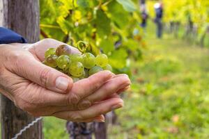 Woman is holding cluster of freshly harvested green grapes in open hands. Fresh grapevines cluster resting in an open palms. Vineyard farming, fruit cultivation, wine making, food production. 12 photo