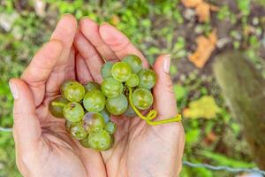 Woman is holding cluster of freshly harvested green grapes in open hands. Fresh grapevines cluster resting in an open palms. Vineyard farming, fruit cultivation, wine making, food production. 7 photo