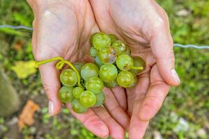 Woman is holding cluster of freshly harvested green grapes in open hands. Fresh grapevines cluster resting in an open palms. Vineyard farming, fruit cultivation, wine making, food production. 10 photo