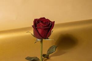 a single red rose on a gold background photo