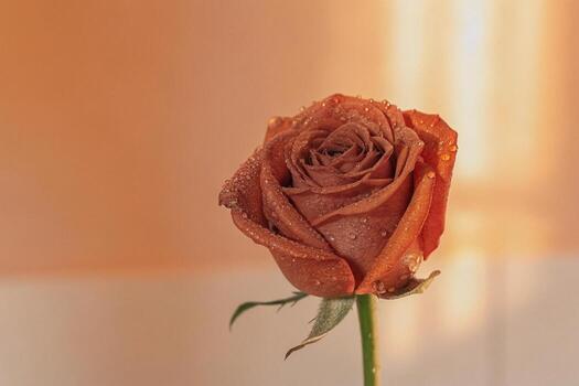 a single rose is shown in front of a wall photo