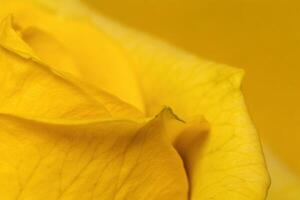close up of a yellow rose with a yellow background photo