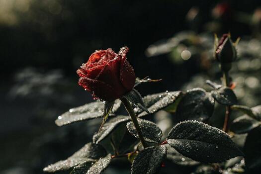 a red rose with dew drops on it photo