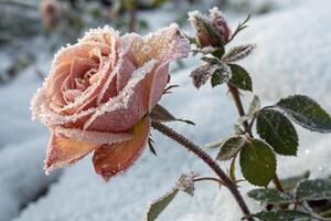 a rose covered in snow is shown in the snow photo