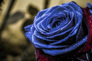 blue rose with water droplets on it photo