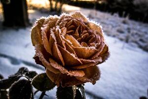 an rose covered in frost is shown in the snow photo