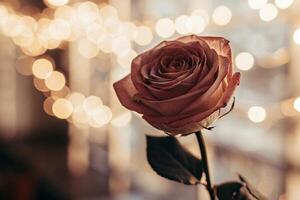 a rose is in front of a window with lights photo