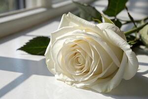 white rose on window sill photo
