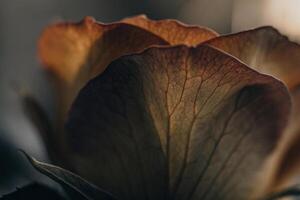 close up of a rose flower photo