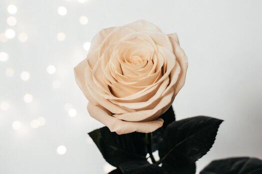 a single rose is shown in front of a white background photo