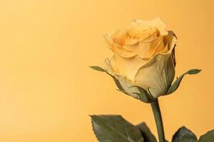 yellow rose on yellow background photo