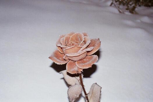 a single rose is covered in frost on the ground photo