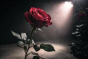 a single red rose is shown in front of a dark background photo
