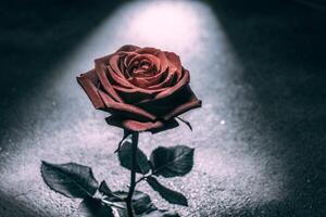a single red rose is shown in the dark photo