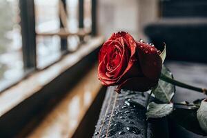 a single red rose sitting on a chair near a window photo