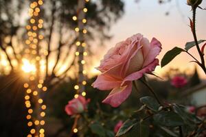 a rose is in front of string of lights photo