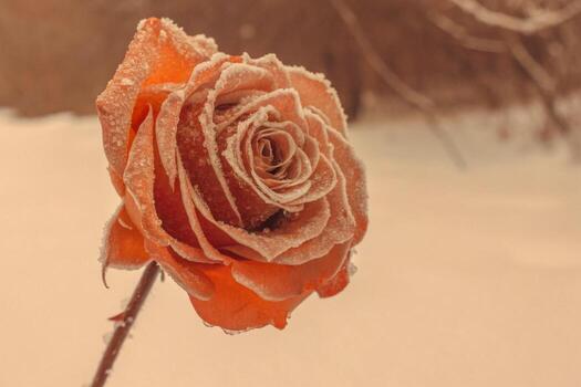an orange rose is covered in frost on a snowy day photo