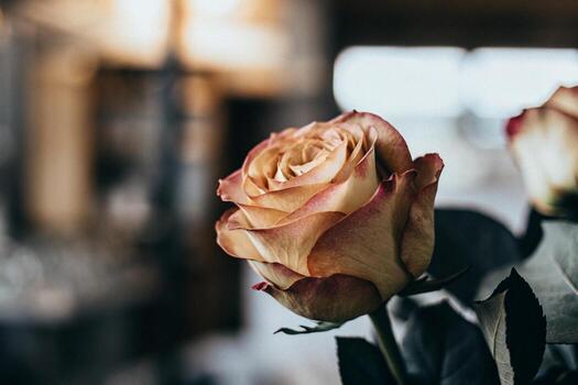 two roses are in a vase on a table photo