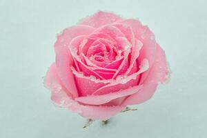 pink rose in the snow photo