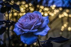 a rose in front of a lighted background photo