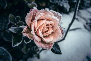 a pink rose is covered in snow photo