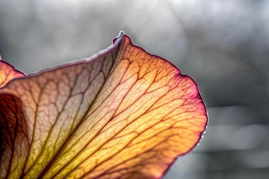 a close up of a flower with a blurry background photo