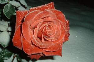 a red rose covered in snow is shown in the snow photo