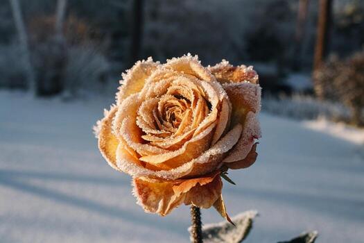a rose covered in frost in the snow photo