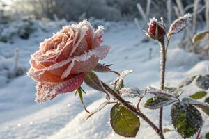 a rose covered in frost is shown the snow photo