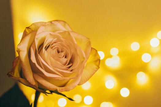 a single rose is in front of a yellow background photo