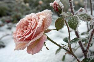 a pink flower rose is covered in snow photo