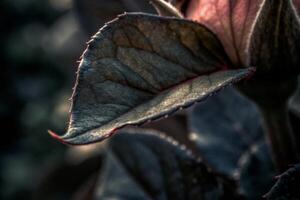 a close up of a rose with dark leaves photo