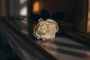 a single white rose sitting on a window sill photo