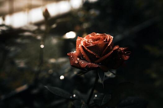 a rose is shown in the dark with water droplets on it photo