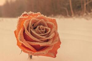 an orange rose is standing in the snow photo