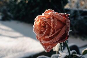 a rose covered in frost is shown in the snow with nature photo