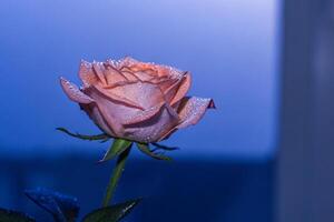 a single rose is shown in front of a window photo