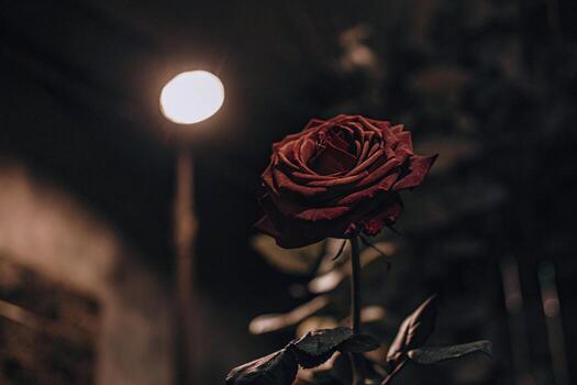 a single red rose is in front of a light photo