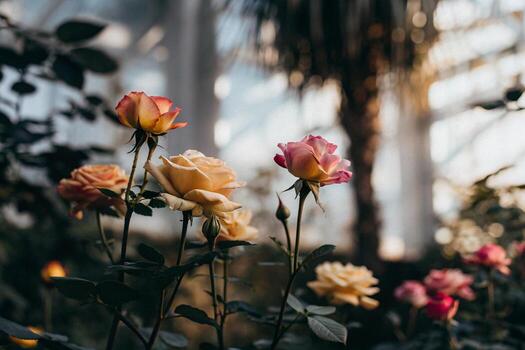 roses in a greenhouse with sunlight shining through photo