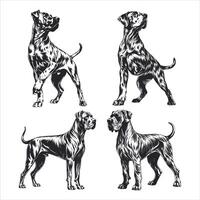 Elegant Maltese A True Lap Dog vector