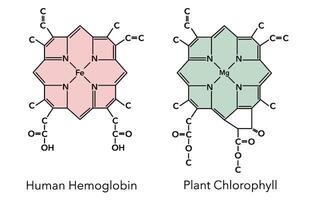 Chemical structure of hemoglobin complex and chlorophyll complex 5 vector