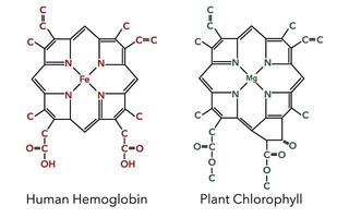 Chemical structure of hemoglobin complex and chlorophyll complex 4 vector